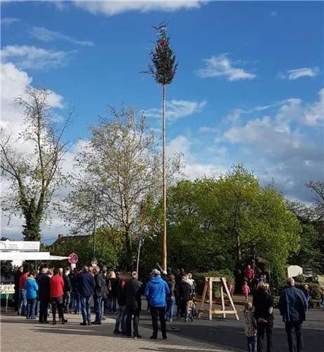 Der Maibaum wird am 26. April auf dem Marktplatz in Mendig. gestellt.  Foto: privat