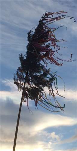 Der Maibaum wurde bei Windstärke 5 gestellt.