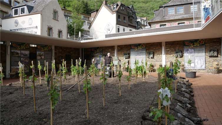 Der Marienplatz wurde durch einen Weinberg zu einem Ort der Besinnung umgestaltet. Foto: privat