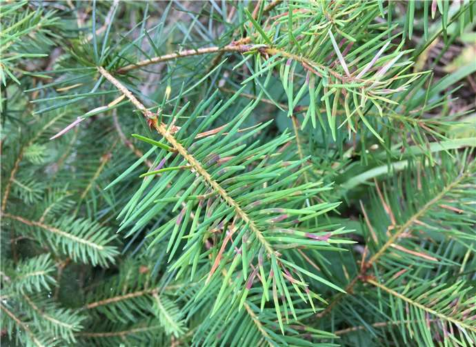 Vielfalt für stabile Wälder Der Minierfraß der Larven ist durch dunklere Stellen mitten in der Nadel zu erkennen.