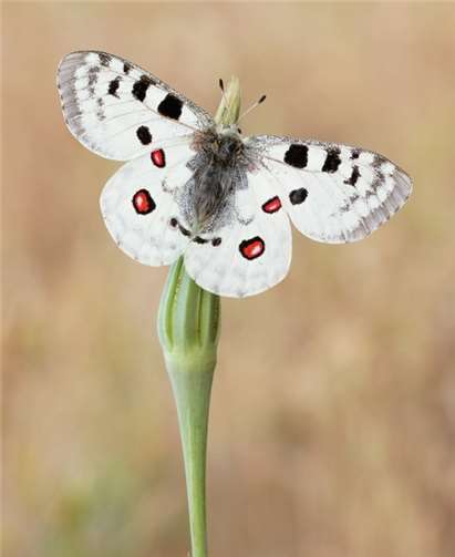Der Mosel-Apollo ist einer der schönsten und seltensten heimischen Tagfalter.Foto: privat