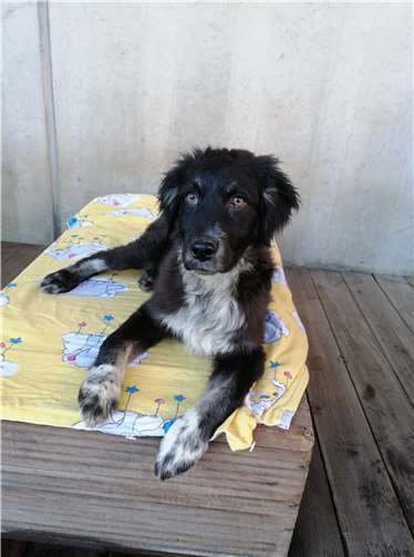 Der Münsterländer namens Siggi.