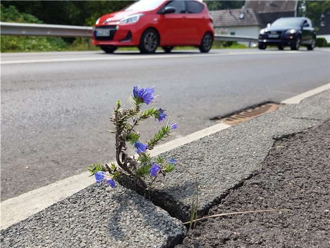 Der Natur helfen wollen die Teilnehmer des BUND-Stammtisches. Foto: B. Kümpel