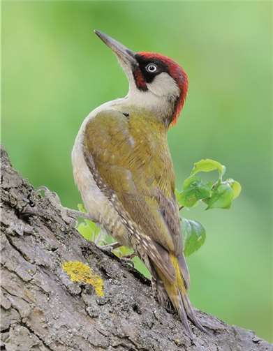 Der Naturschutzbund Deutschland (NABU) und sein bayerischer Partner, der Landesbund für Vogelschutz (LBV), haben den farbenprächtigen Grünspecht (Picus viridis) zum „Vogel des Jahres 2014“ gekürt.Privat