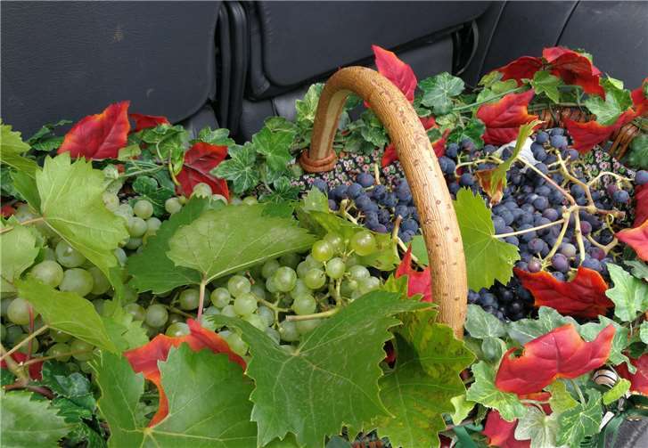 Der Obst- und Gartenbauverein präsentierte diese köstlichen Trauben. Foto:privat