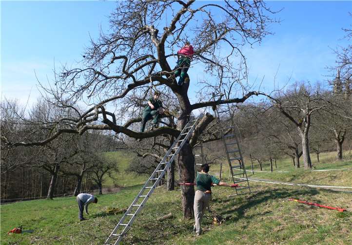 Der Obstbaumschnitt will gelernt sein.Peter Preilowski