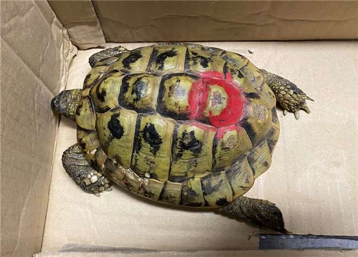 Der Panzer der Schildkröte hatte eine rote Markierung.  Foto: Polizeiinspektion Hachenburg