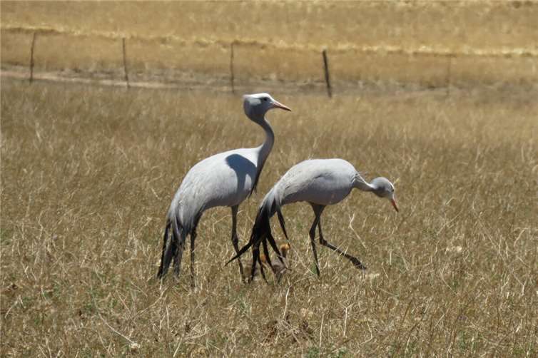 Der Paradieskranich ist aktuell als gefährdet eingestuft.Quelle: Zoo Neuwied