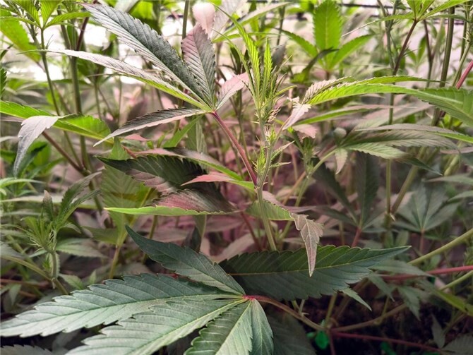 Der Patient‘s Social Club e.V. hat seinen Sitz in Treis-Karden und richtet sich an erwachsene Interessierte aus der Region Mosel, Eifel und dem Umland.