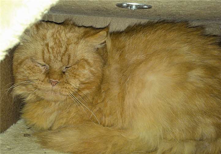 Der Perserkater Janni sucht nach einem neuen Zuhause. Privat