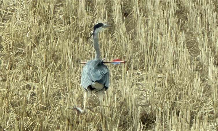 Der Pfeil steckt gut sichtbar im Hals des armen Tieres.  Foto: privat