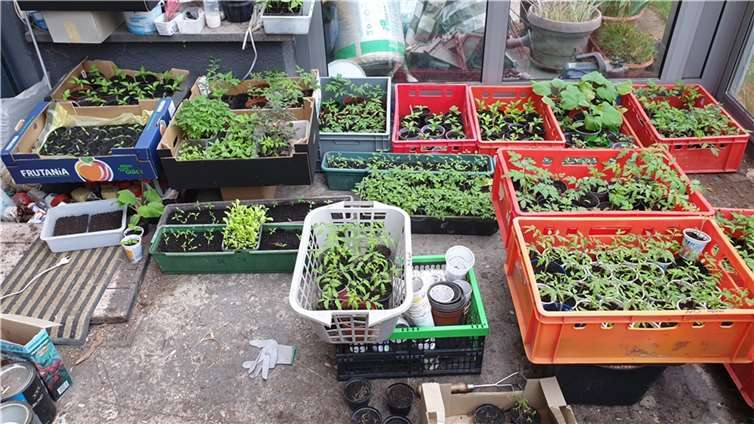 Der Pflanzentauschtag in Plaidt findet statt am Samstag, 30. April 2022, auf der „Eifler Festwiese“ hinter der Hummerich-Halle. Beginn: 14.00 Uhr. Foto: privat