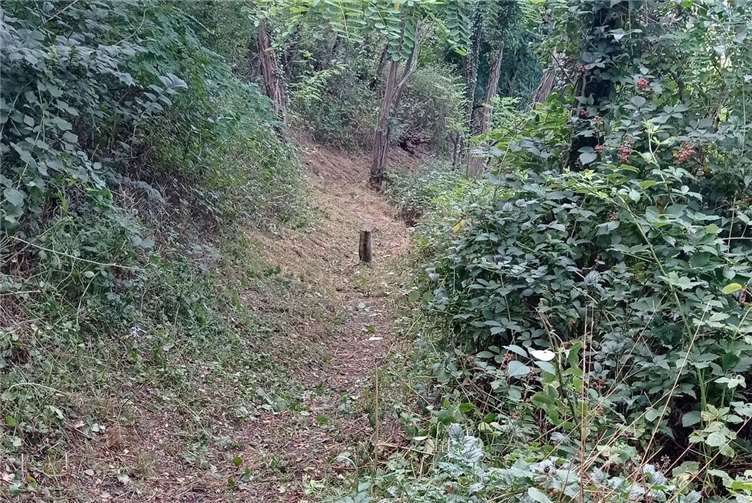 Der Rheinsteig wurde wieder freigeschnitten.Fotos: Bürgerverein Ariendorf