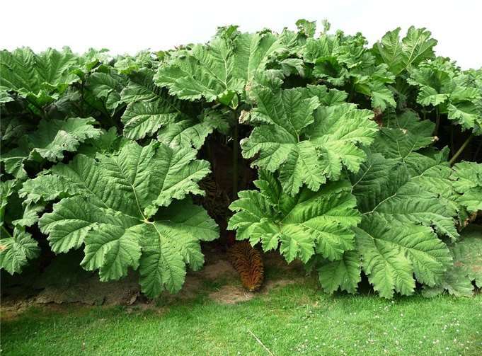 Der Riesenbärenklau ist extrem giftig.Foto: privat