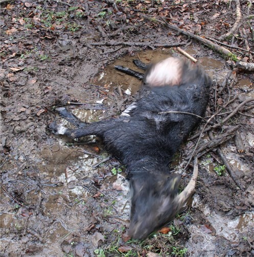 Der Riss von zwei Ziegen im Kreis Ahrweiler geht auf den Wolf „GW926“ zurück.