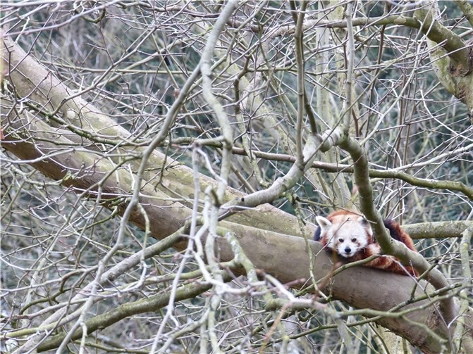 Der Rote Panda „Jack“ atmet bei den tiefer werdenden Temperaturen auf. Foto: Alexandra Japes