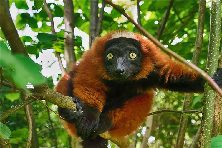 Der Rote Vari. Fotos: Zoo Neuwied