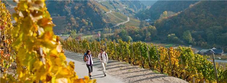 Deutschlands schönster Wanderweg 2022: Rotweinwanderweg im Ahrtal unter den Top 3 Der Rotweinwanderweg führt auf 35 Kilometern mitten durch die Weinberge. Foto: Dominik Ketz