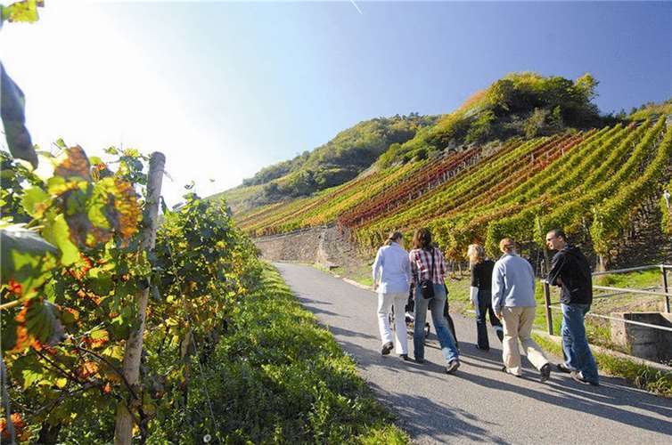 Ahr-Rotweintag in Dernau Der Rotweinwanderweg im Ahrtal. Rheinland-Pfalz-Tourismus / Dominik Ketz