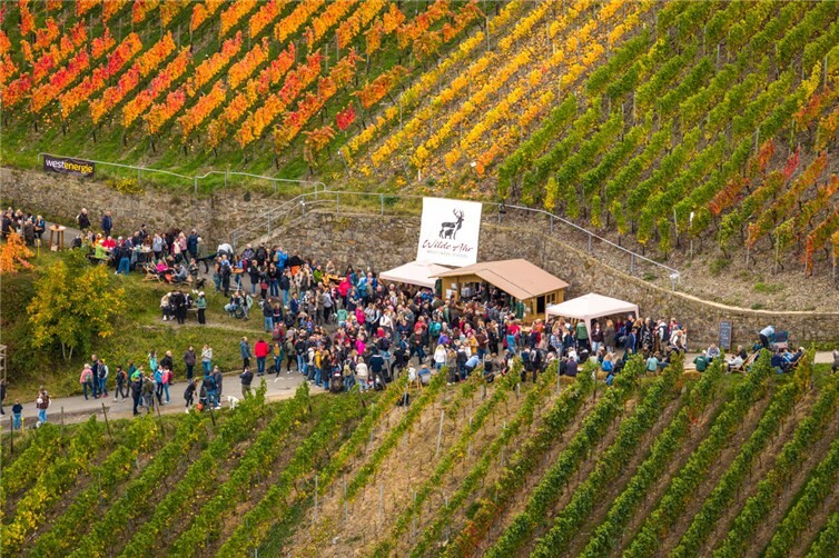 Der Rotweinwanderweg zwischen Marienthal und Altenahr wird beim Weinherbst Mittelahr zum Wander- und Genuss-Hotspot. 