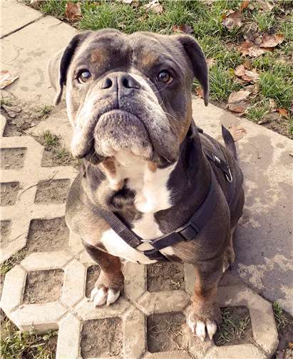 Der Rüde Butch. Tierheim u. Tierschutzverein Kreis Ahrweiler e.V.