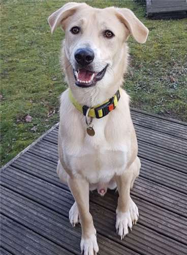 Der Rüde ist seinem Alter entsprechend verspielt, agil und mit Artgenossen sehr sozial.Foto: Tierschutz Siebengebirge, Sabine Ritzenhofen
