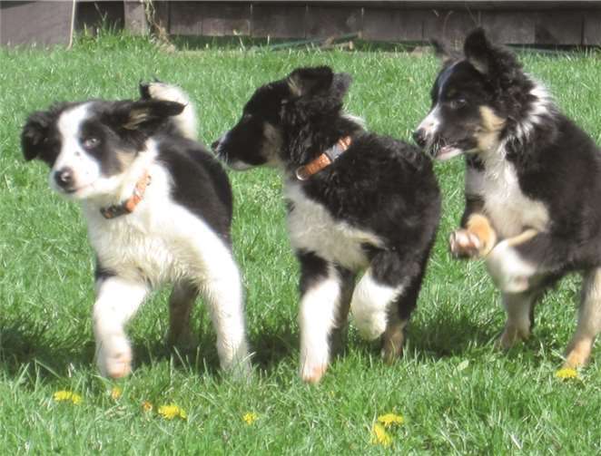 Der SV OG Rhein-Ahr-Sinzig nimmt neue Welpen auf.privat