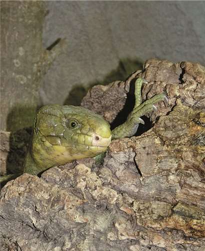 Der Salomonen-Riesenskink ist ein Baumbewohner. privat