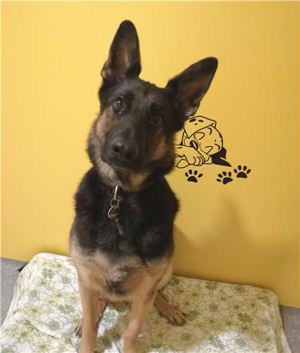 Wer hat ein Herz für Detlef und Kajo? Der Schäferhund Kajo.