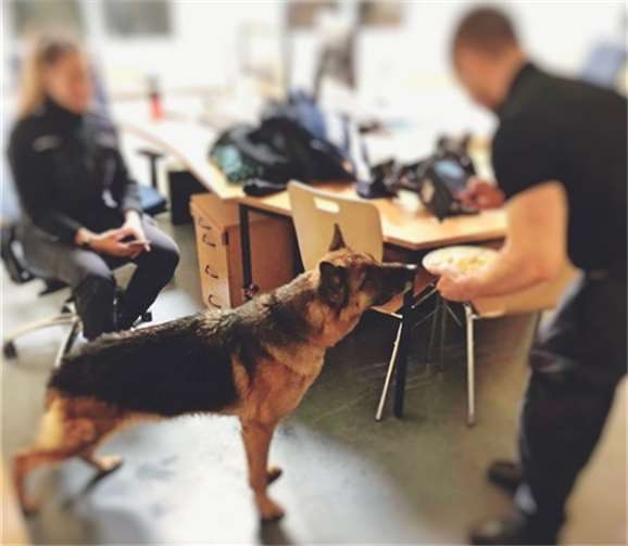 Der Schäferhund bei seiner vorübergehenden Bleibe in der Polizeiinspektion Straßenhaus. Foto: Polizei