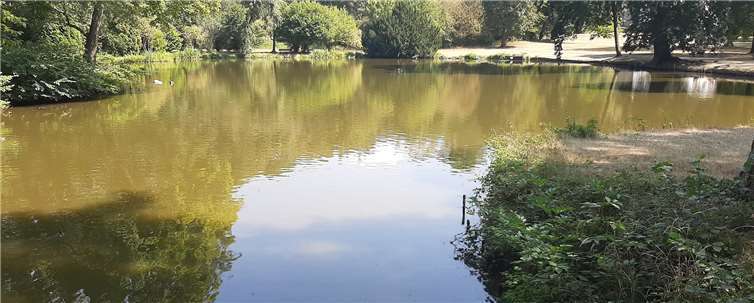 Der Schlossweiher droht umzukippen. Foto: privat