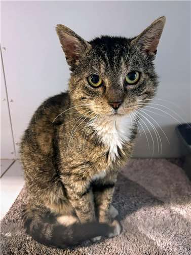 Der Schmusekater Lio sucht ein neues Zuhause.