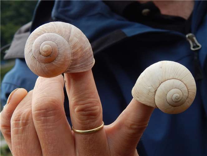 Der Schneckenkönig. Copyright: DLR Mosel