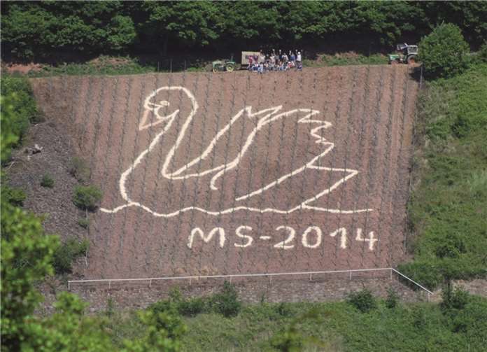 Der Schwan ist das Motiv des diesjährigen Sägemehlbilds in den Weinbergen von Mesenich.privat