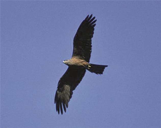 Der Schwarzmilan hat sich in der Region etabliert.privat