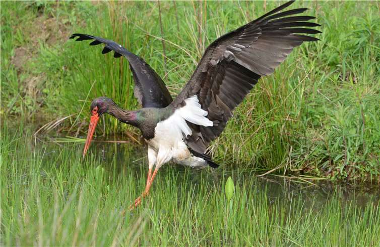 Der Schwarzstorch. Bei den Veranstaltungen des NABU können Jung und Alt die Natur vor der eigenen Haustüre erleben und kennenlernen. Foto: Heinz Strunk