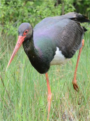 Der Schwarzstorch ist ein scheuer Vertreter der Großvögel in der Eifel. Foto: NABU/Karl-Heinz Euskirchen