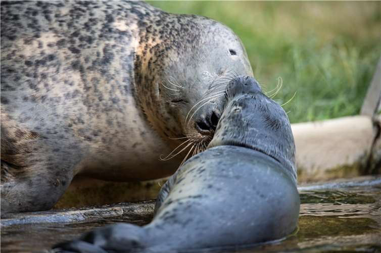 Der Seehundnachwuchs muss leider Ende des Jahres vorerst aufgrund des Neubaus der Seehundanlage abgegeben werden.