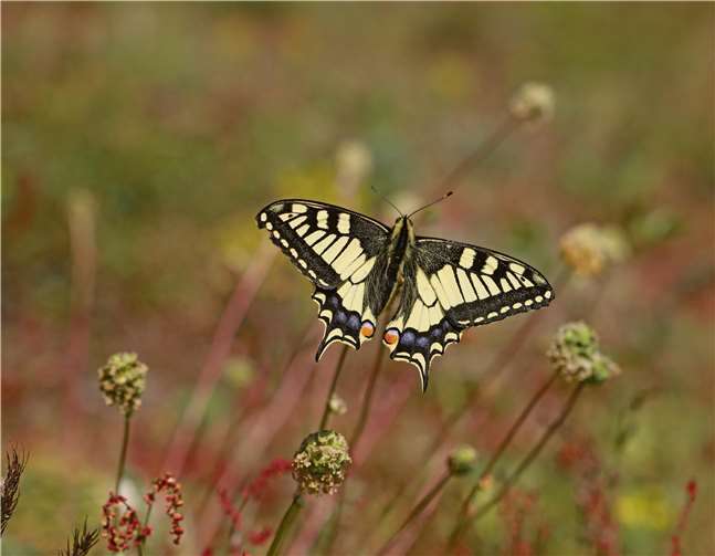Der Segelfalter. Foto: Kreisverwaltung