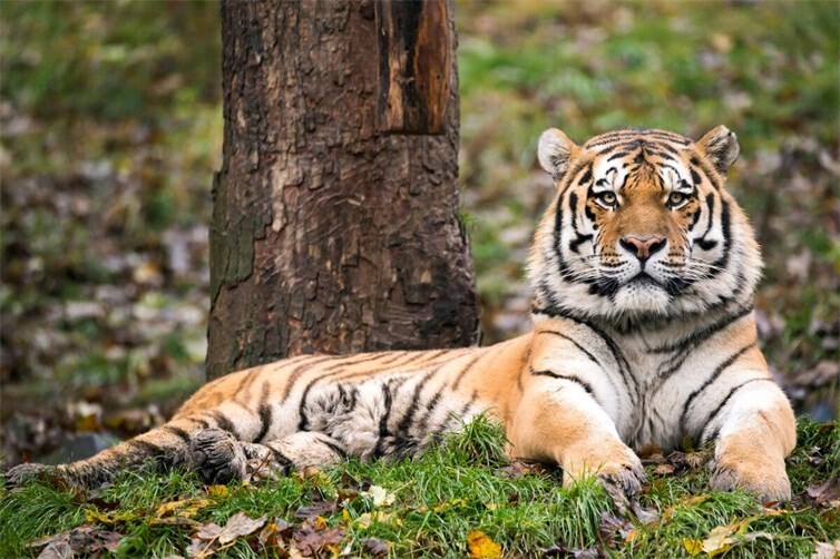 Der Sibirische Tiger gehört zu den Tieren mit dem höchsten Wert in der Liste der Patenschaften.