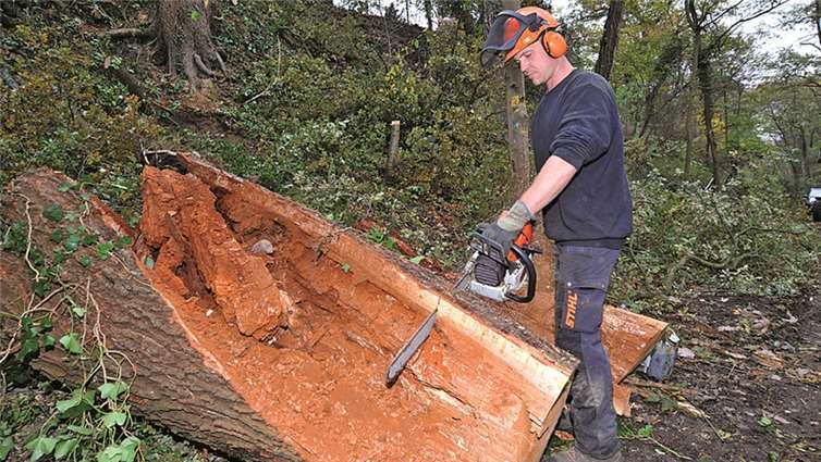 Der Stamm dieser großen Eiche war fast komplett durchgefault. Der Baum hätte jederzeit umstürzen können. Jetzt hat eine Fachfirma diesen und weitere nicht mehr standsichere Bäume entfernt. So kann die Mayener Hohl bald wieder geöffnet werden. Stadtverwaltung/Maurer