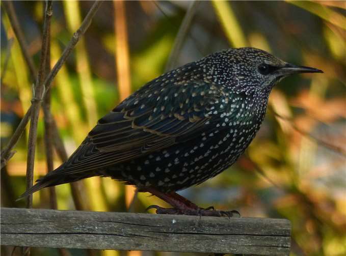 Der Star - NABU Vogel des Jahres 2018
