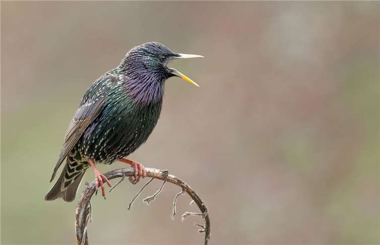 Der Star - „Vogel des Jahres 2018“. Georg Dorff