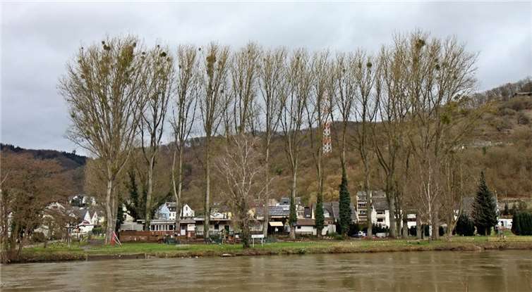 Der Stein des Anstoßes, oder besser der Ursprung der Gefahr: die 16 mächtigen Pappelhybriden am Lahnufer. Wenn die Pläne zur Fällung scheitern sollten, müsste der Campingplatz wohl aufgegeben werden. -WW-Willi Willig
