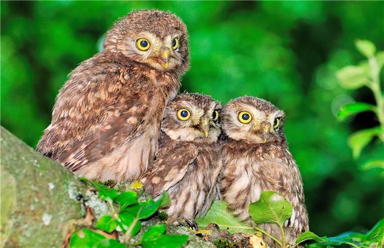 Der Steinkauz ist auch im unteren Westerwald zu sehen und zu hören. Foto: Marcel Weidenfeller