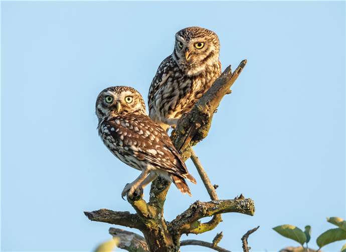 Der Steinkauz konnte - zur Freude der Teilnehmenden - sogar gesichtet werden. Copyright: N ABU / Andreas Sebald