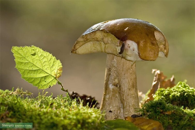 Der Steinpilz zählt zu den bekannteren Speisepilzen