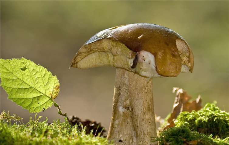 Der Steinpilz zählt zu den bekannteren Speisepilzen. Foto: NABU/Hartmut Knöffel