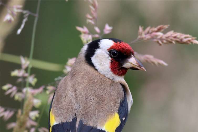 Der Stieglitz, auch Distelfink genannt.  NABU/ Frank Derer