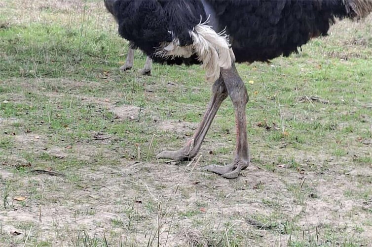 Der Strauß zeigt sich der Kamera